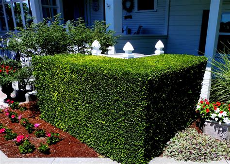 shrubs around electrical box|bushes to hide ac units.